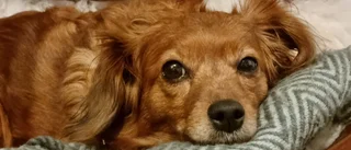Gav sin hund för lite mat – nu får gotländske mannen djurförbud