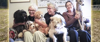 Hundägare skriker efter ny lekplats: ”Livsviktigt”