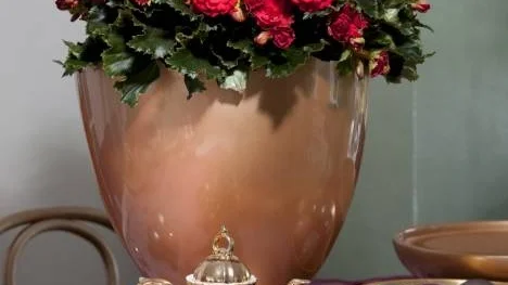 En bordsdekoration som heter duga. Julbegonian Grace har dubbla flikiga blommor som är ovanligt jämna i formen.
