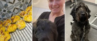 Sigges bullfest slutade hos veterinären