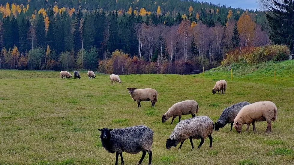 Får på bete.