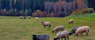 Läsarbilden: Får på bete          
