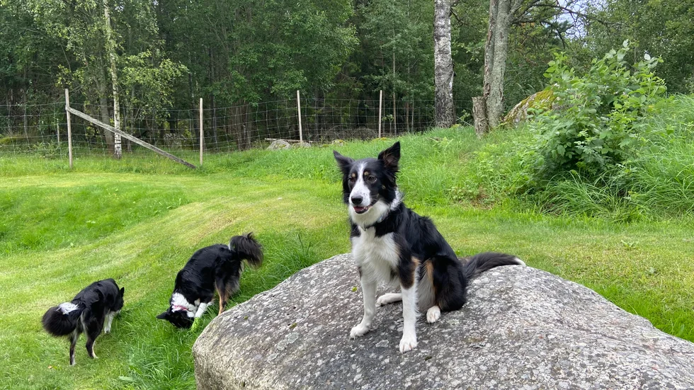Pim sitter fint på en bergsknalle.