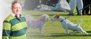 "Vad gör biljettpriserna för hundlivet på ön?"