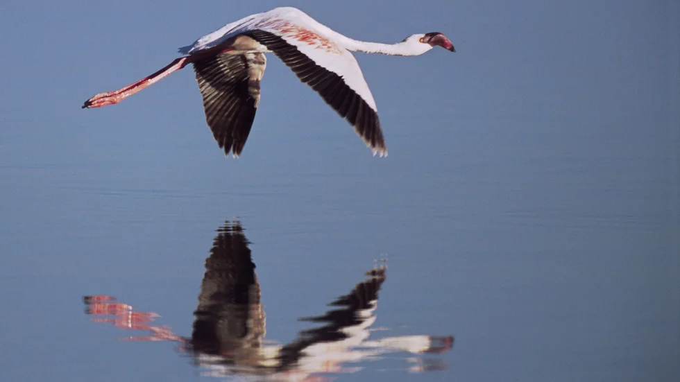 En flamingo flyger över Natronsjön i Tanzania. Arkivbild.