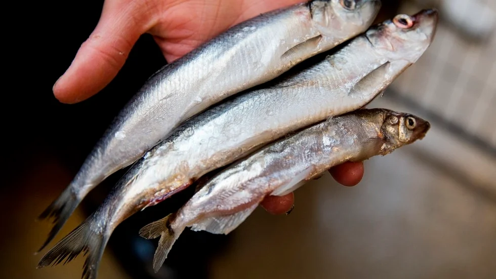 Det är bra att påminnas om dioxiner i strömming, skriver Nils Ronqvist.