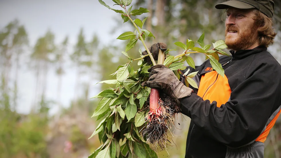 På sitt skogshygge i närheten av en gammal kompost har Anton Bergdahl blivit drabbad av en invasion av den invasiva växten jättebalsamin. "När man knäcker den hör man på ljudet att det inte är en växt som är inhemsk", säger han om den ihåliga stammen.