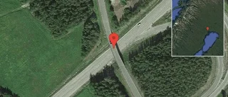 Älg på vägen på E4