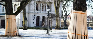 Hallå, stads­arkitekt och  trädgårds­mästare!