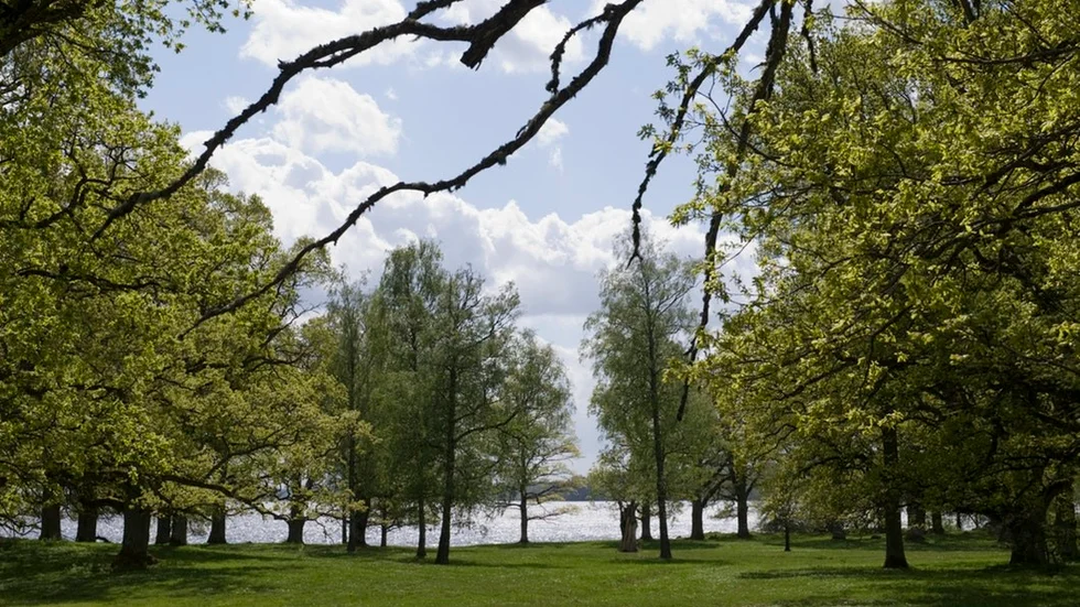 En ek har fällts på Ringsö, till markägarens stora förvåning (bilden är tagen på annan plats och i annat sammanhang).