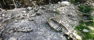 Makabert fynd av djurkadaver i skogen