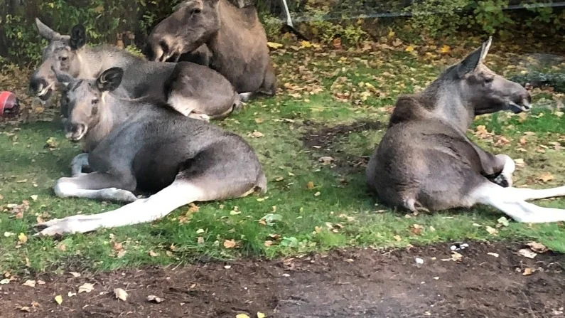 Jonna Lindqvist fångade älgfamiljen på bild när de vilade upp sig i hennes trädgård.