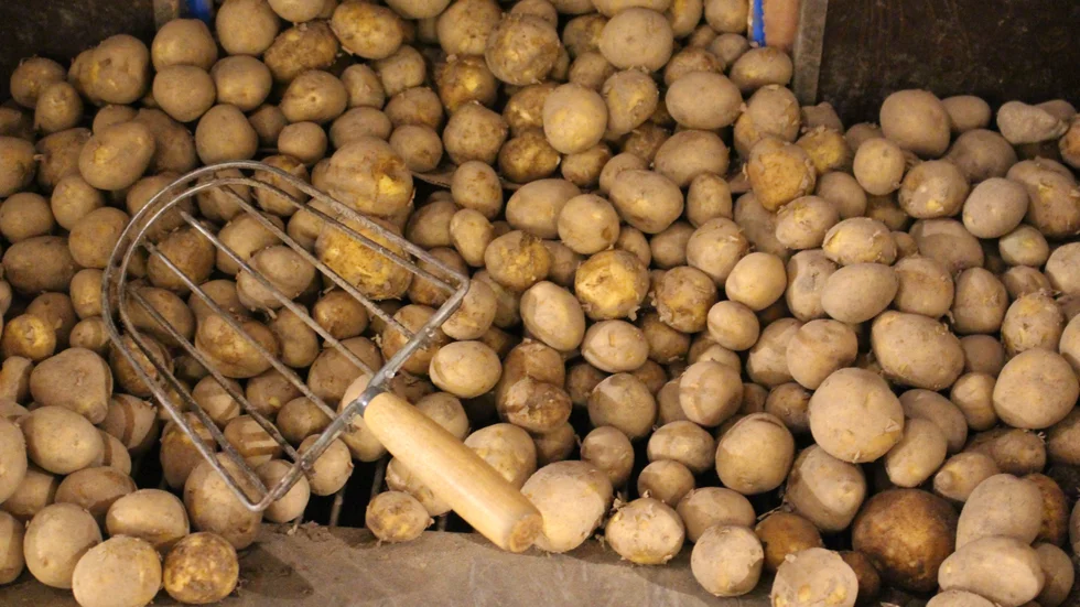 Potatis är ett måste på midsommarbordet för väldigt många.