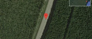Älg på vägen på E4