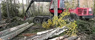 Få kan jobba med hyggesfritt skogsbruk