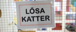 Jag gillar katter, men inte här