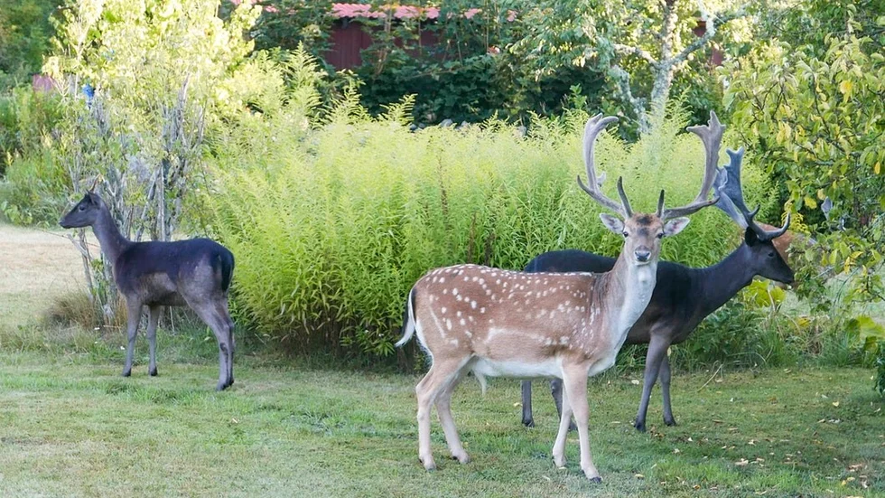 Dovhjorten är svårskrämd och oblyg och ger sig också in i trädgårdar och kyrkogårdar i jakt på föda.