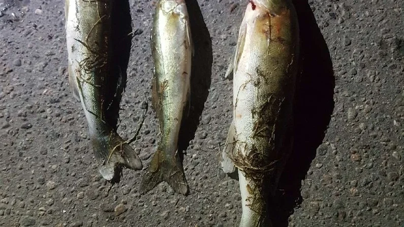 Gösen är just nu huvudmålet för de tjuvfiskare som besöker Nyköpingsån. De här exemplaren hade fiskats upp under tisdagskvällen. Gränsen ligger på 45 centimeter och vissa av de här fiskarna var betydligt kortare än så.