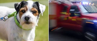 Hund fastnade under hus • Fick grävas fram • Jagade rabbis