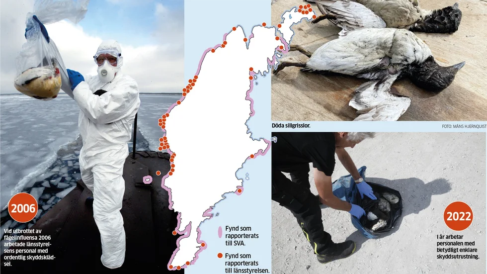 Kartan visar de rapporter som lämnats till SVA och länsstyrelsen. Även under augusti har rapporter fortsatt att strömma in, främst från öns västra kust.