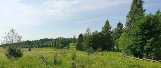 Naturen i Rosfors ska återställas: "Marken har använts för naturbete och den ska nu återvända till det"