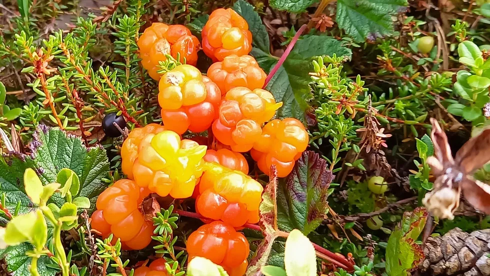 Marita Malmefjälls gällivarehjortron.