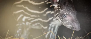 Ny tapirbebis i Parken Zoo