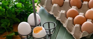 Matjättar återkallar ägg – larm om salmonella