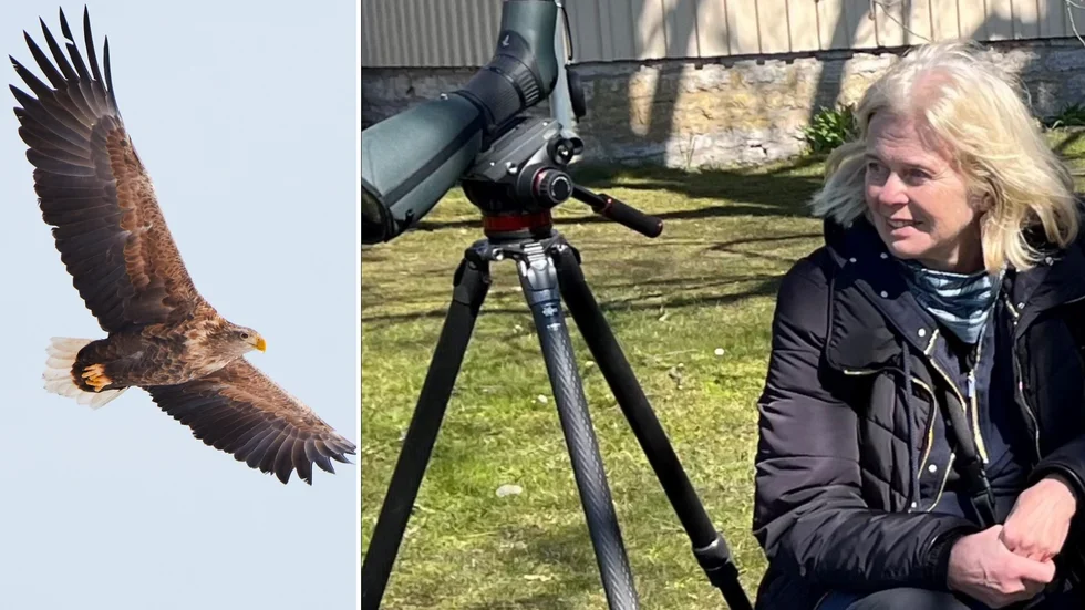 Elisabeth Evjen, ordförande i Strängnäs ornitologiska förening, hade i lördags lyckan att registrera fem exemplar av den ståtliga havsörnen.