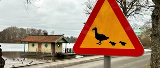 Nya skyltar ska ge ökad trygghet i trafiken för änder på promenad
