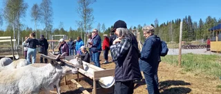 Närkontakt med älgar på Cape Wild