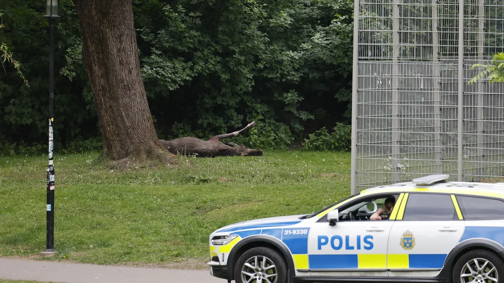 De två älgarna som förirrat sig in på Södermalm sköts vid 9-tiden.