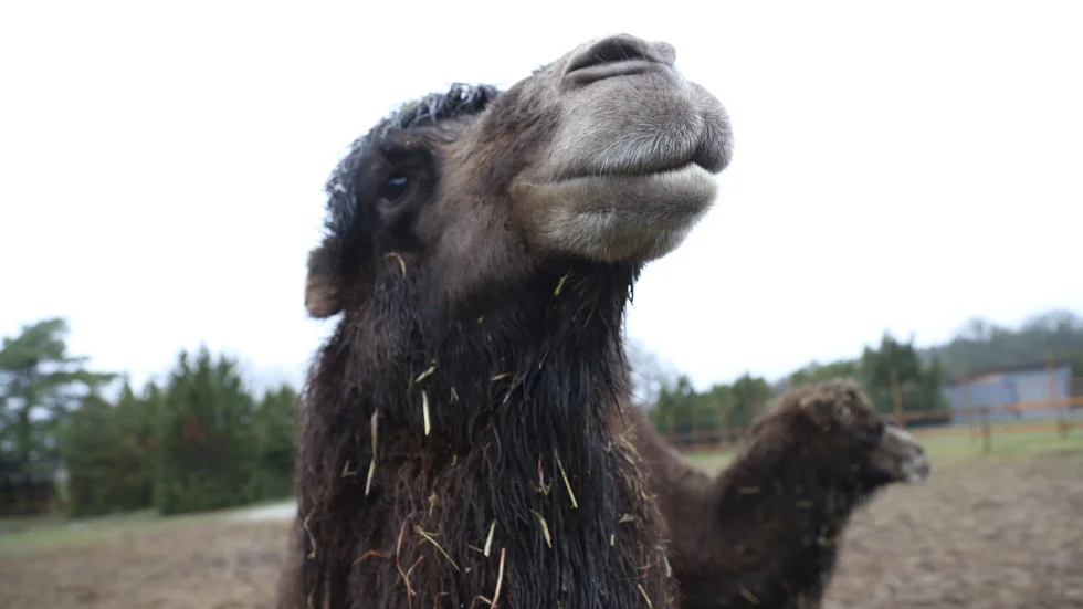 Efter flera möten med öknens skepp har Henrik Radhe utvecklat en rädsla för de stora djuren.