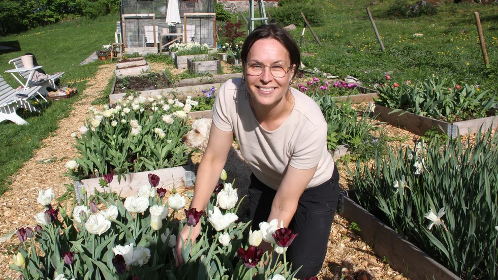 "Jag försöker så och planera så att något annat hela tiden tar över. Efter tulpanerna kommer ranunkel och anemoner. Sedan rosenskäror, lejongap och annat som gör sig fint i sommarbuketter", berättar Elin Melin när hon visar sina odlingar.
