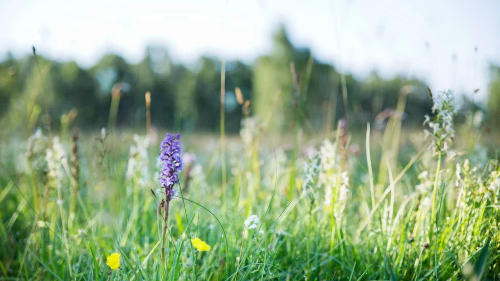 Stora delar av skolänget i Vamlingbo bedöms vara av naturtypen ”Slåtterängar i låglandet” och ha höga naturvärden.