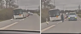 Här stoppar svanen trafiken i Linköping – polisen fick ingripa