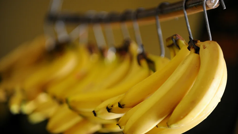 Bananer är viktiga för Ecuadors ekonomi. Arkivbild.