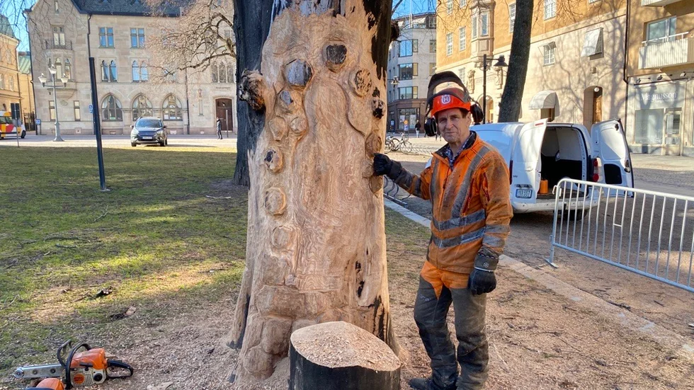 Motorssågskulptören Bert Davidsson vid högstubben som ska bli en skulptur. 