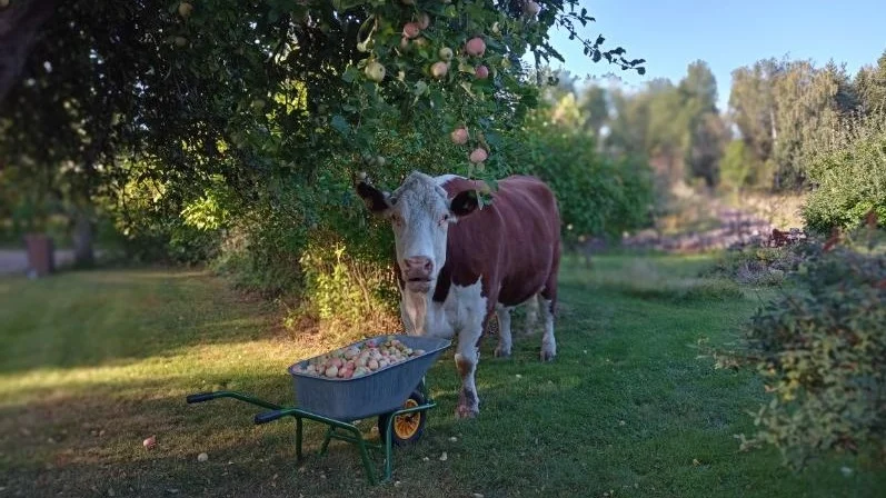 En äppeltjuv var på rymmen i Glottsta, strax utanför Alunda.