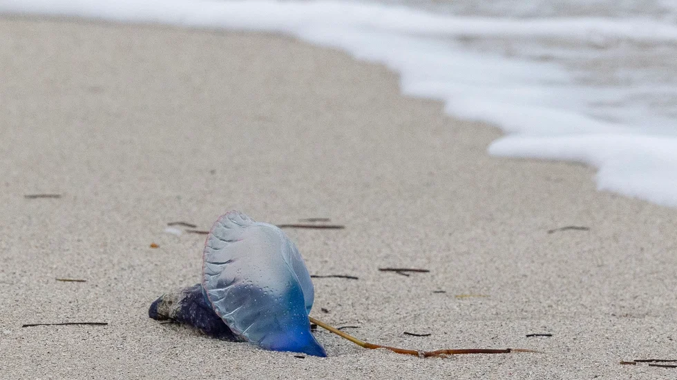 En portugisisk örlogsman som sköljts upp på en strand i USA. Arkivbild.
