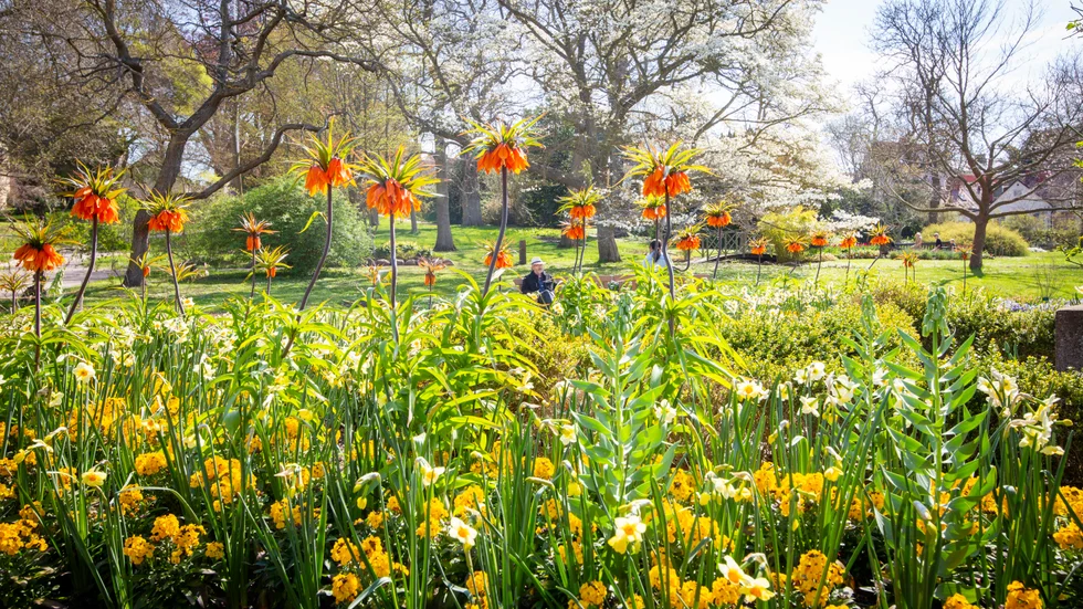 Vår i Botaniska trädgården. 