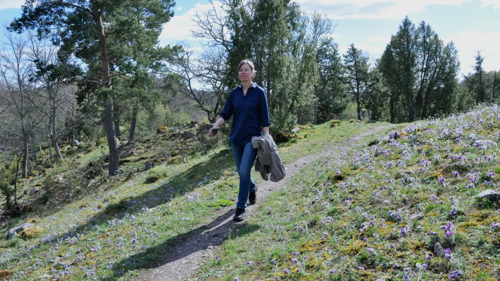 På åsarna går man genom beteshagar med blomsterprakt. "När hagarna betas gynnas blommorna på gräsets bekostnad", säger Karolina Vessby.