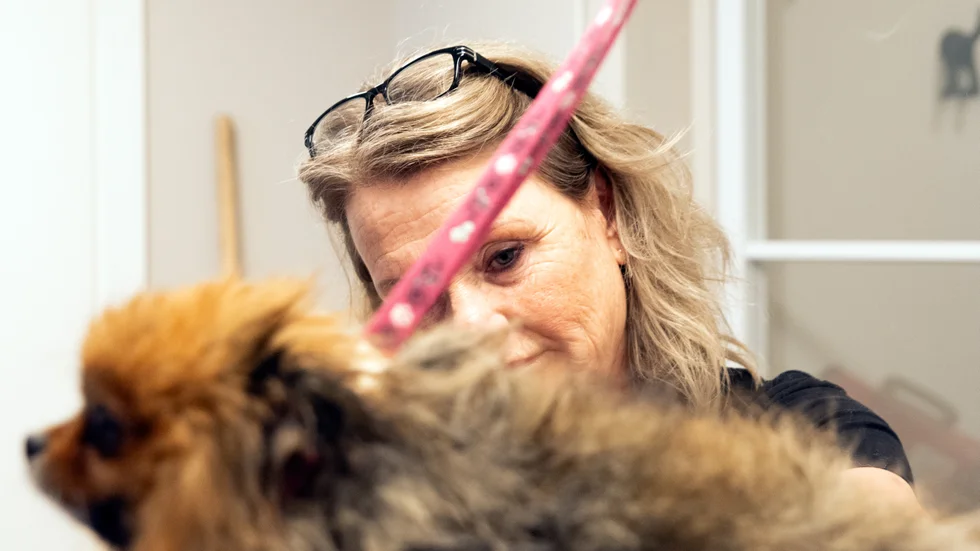 Med van hand friserar Anna Eriksson Fäldt pomeranianen Rune.