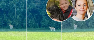 Varg upptäckt utanför Kjula – Loui, 11, om oväntade mötet