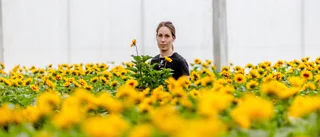 Här är tanken bakom sommarens blomsterprakt i Luleå