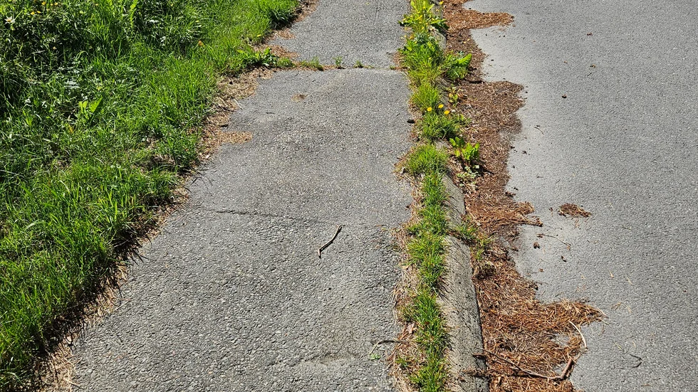 Vildvuxet. Trottoarer i Bureå 2024.