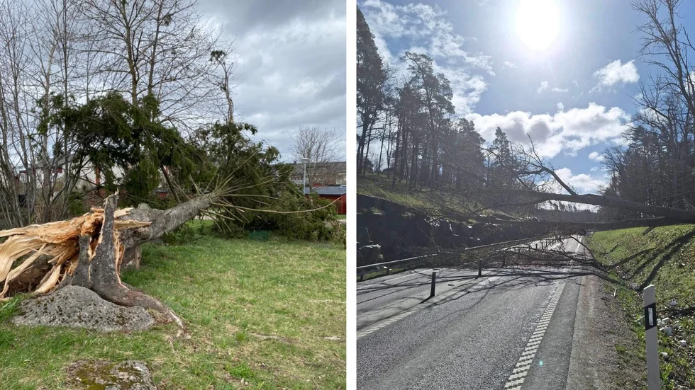 Vinden har fällt mängder av träd runt om i Östergötland.