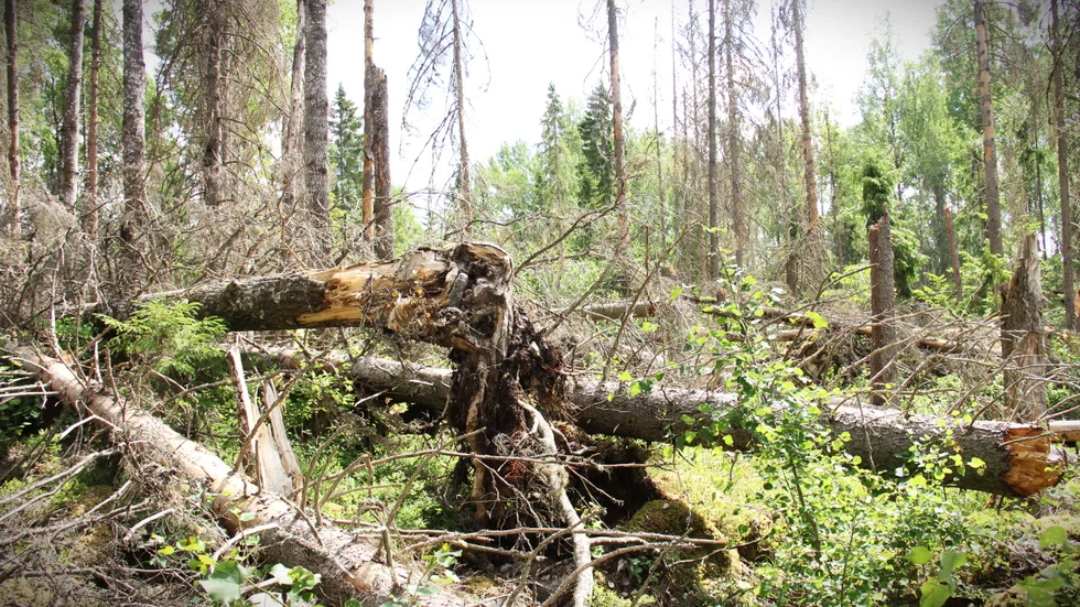 Här, mitt i Storskogens naturreservat, kommer snart att lövträden att ha tagit över. "Det kommer att bli en annan typ av skog under de närmaste åren. Med tiden kommer granarna att ta sig tillbaka", menar Sara Overud Wissman.