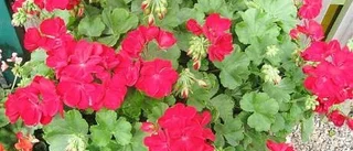 Pelargondagen lockar blomintresserade Västerviksbor