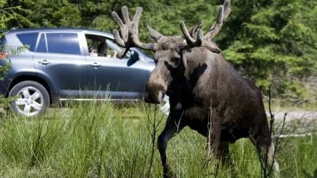 Viltolyckorna har minskat i hela landet. Foto: Björn Larsson Ros/Scanpix